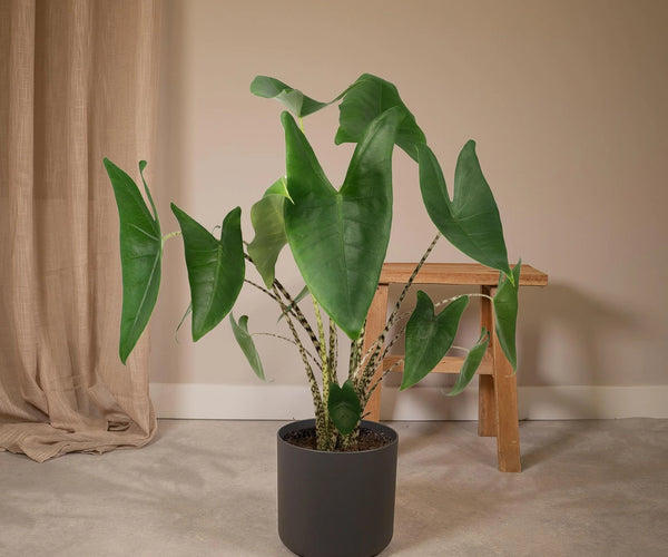 bonsai pflanze ikea Tobira Bonsai – Pflegefreier Klebsame Bonsai main image 0