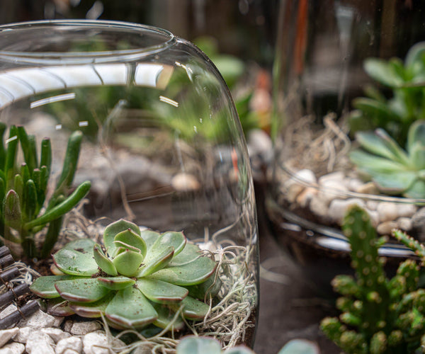 Open succulent Terrarium | Stylish & Easy-Care Plants  urbanjngl.com