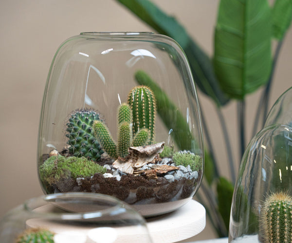Closed terrarium vs open terrarium: What fits your style?  urbanjngl.com