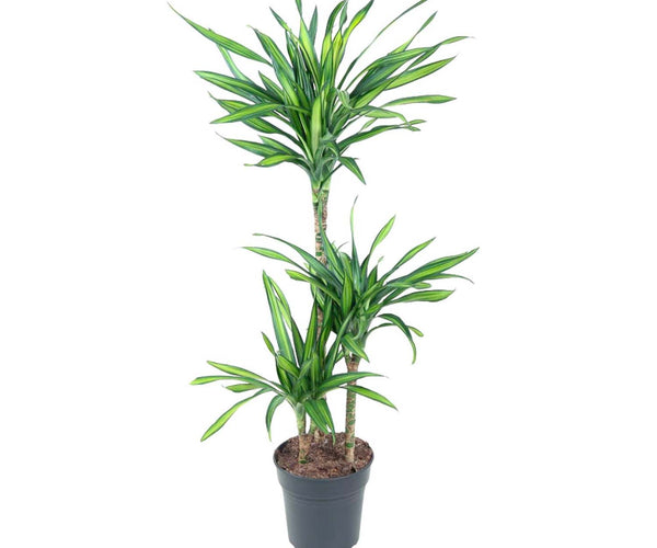Large houseplants - 100 - 130 cm  urbanjngl.com