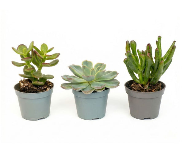 Succulents  urbanjngl.com