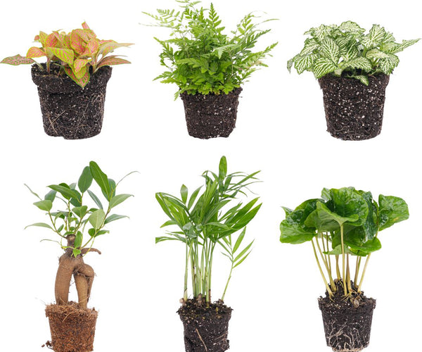 Terrarium planten - planten voor in je terrarium Terrarium planten - planten voor in je terrarium