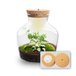 Little Joe - Planten Terrarium met licht - DIY kit - Ecosysteem plant - Ø 20 cm ↑ 22 cm