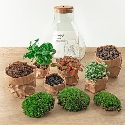 Planten terrarium • Sam Coffea met lamp • Ecosysteem plant met licht • ↑ 30 cm