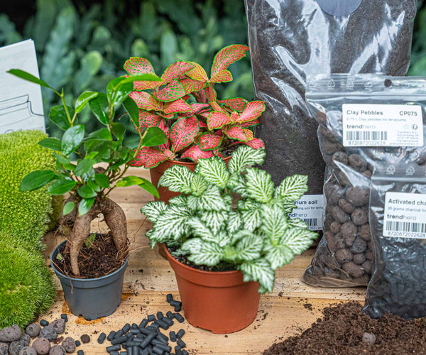 Bonsai Ficus Ginseng