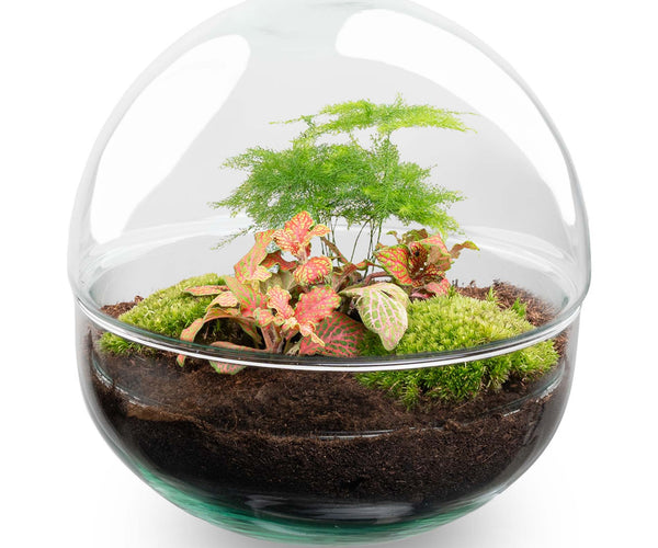 plant terrarium decor DIY Kit Round Terrarium - Create your own mini Ecosystem