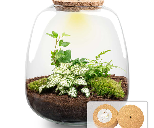 Urbanjngl Flaschengarten Emma Bonsai – DIY Terrarium Kit, Höhe 25 Cm, Inkl. Pflanzen & Substrat