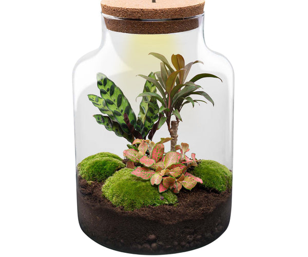 closed lid terrarium plants DIY Terrarium Kit - Create your own mini Ecosystem