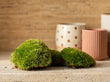 Lebendes Kissenmoos | Premium frisches lebendes Moos für Terrarien • Bun Moss • Kissenmoos