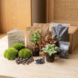 Bonsai Ficus Ginseng - Plant Terrarium Refill & Starter kit - 3 terrarium plants - DIY