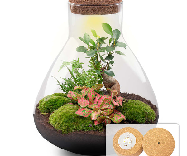 DIY Terrarium Kit - Create your own mini Ecosystem