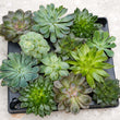 Set of 2 Trays - Succulent Mix Set - Assorted Succulents in 6 cm Pots (8–12 cm high)