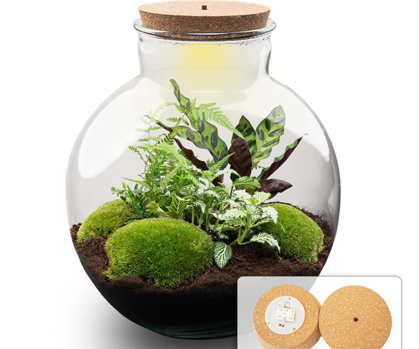 DIY Terrarium Kit - Create your own mini Ecosystem