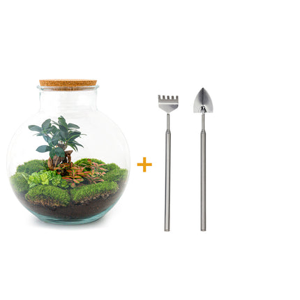 Planten terrarium • Bolder Bob Bonsai • Ecosysteem plant • ↑ 30 cm