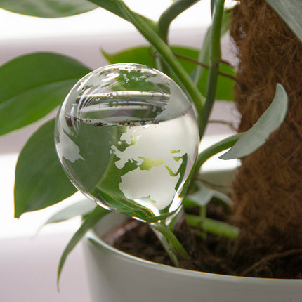Planten waterbol - ↑ 20 cm
