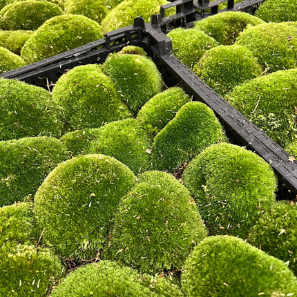 Levend Kussen Moss | Premium vers levend mos voor terrarium • Broodjesmos • Kussenmos