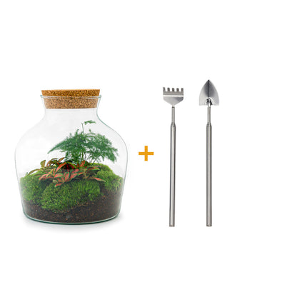 Planten terrarium • Little Joe • Ecosysteem plant • ↑ 21,5 cm