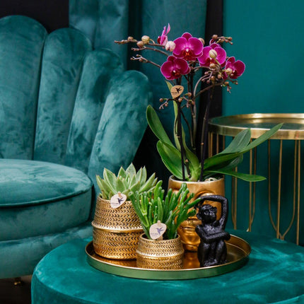 Chic Hotel plantenset | Paar van Phalaenopsis orchideeën en vetplanten - Keramische potten inbegrepen
