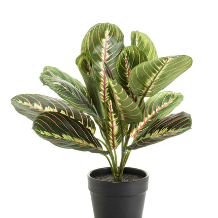 Marantha Fascinator - 10 gebodenplant - 30 cm - Kunstplant