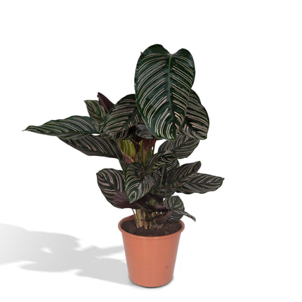 Calathea Ornata (Pinstripe Plant) ↑ 75 cm