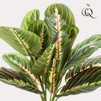 Marantha Fascinator - 10 gebodenplant - 30 cm - Kunstplant
