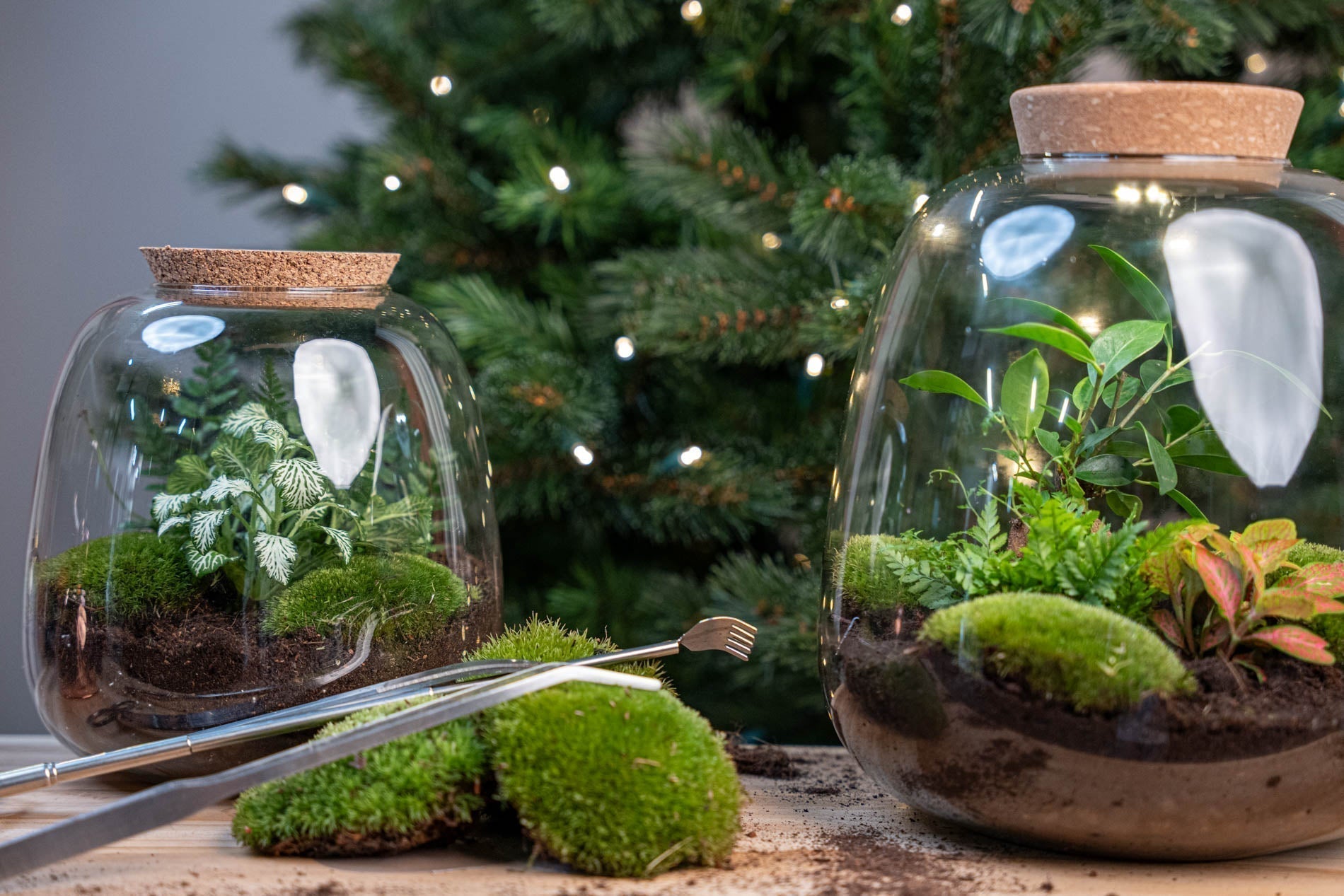 The Best Holiday Gifts for Plant Lovers