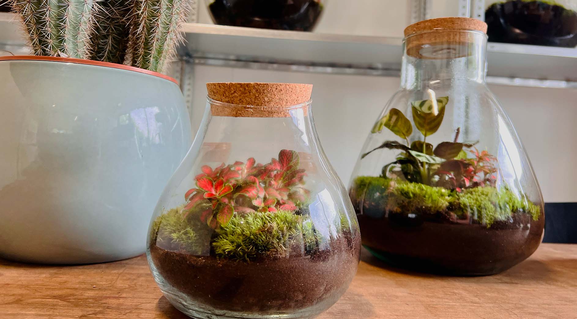 Which Plants Can Be Planted in a Closed Terrarium?