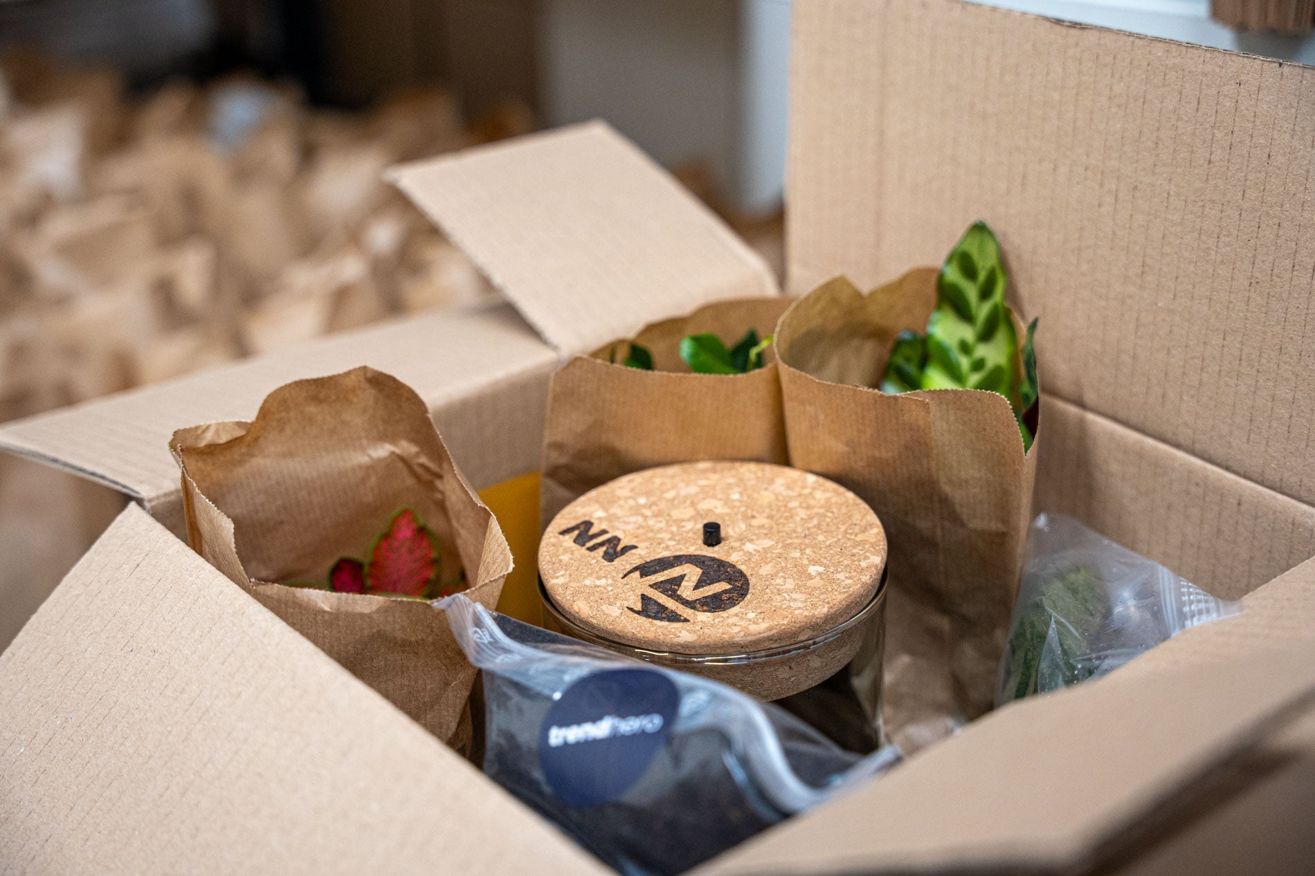 What do to after receiving your plant terrarium DIY kit?