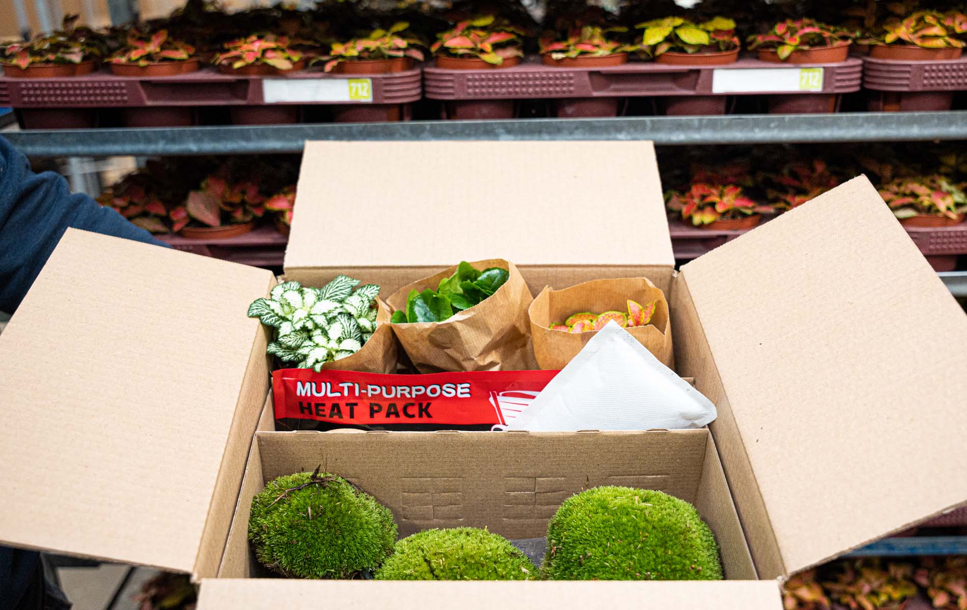 Shipping plants in cold winter weather