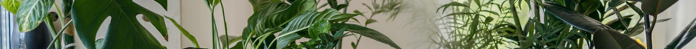 Houseplant tips