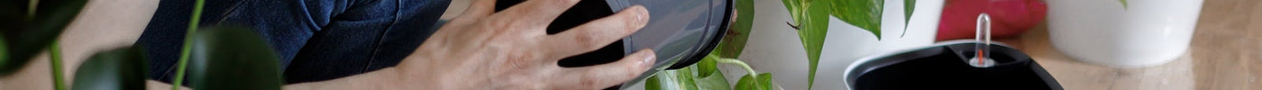 Tips to care for your new plant friend