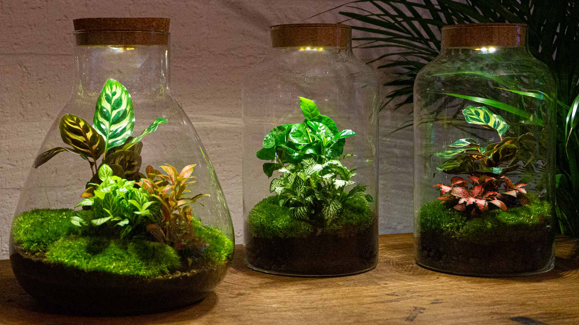 The latest trends in urban jungle land