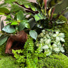 Terrarium tips: Heat and sunlight