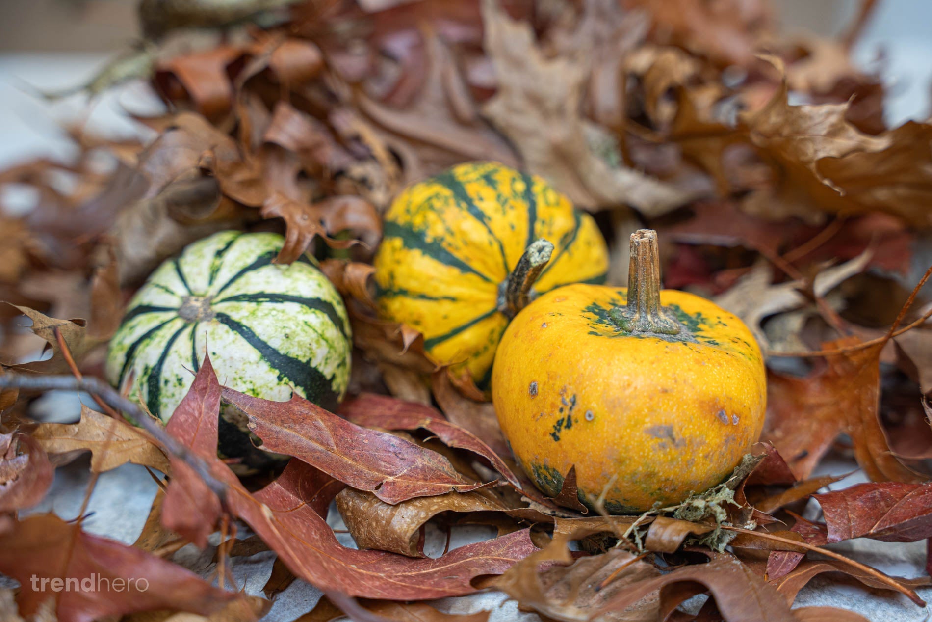 Autumn decorating with plants: simple ideas for small spaces