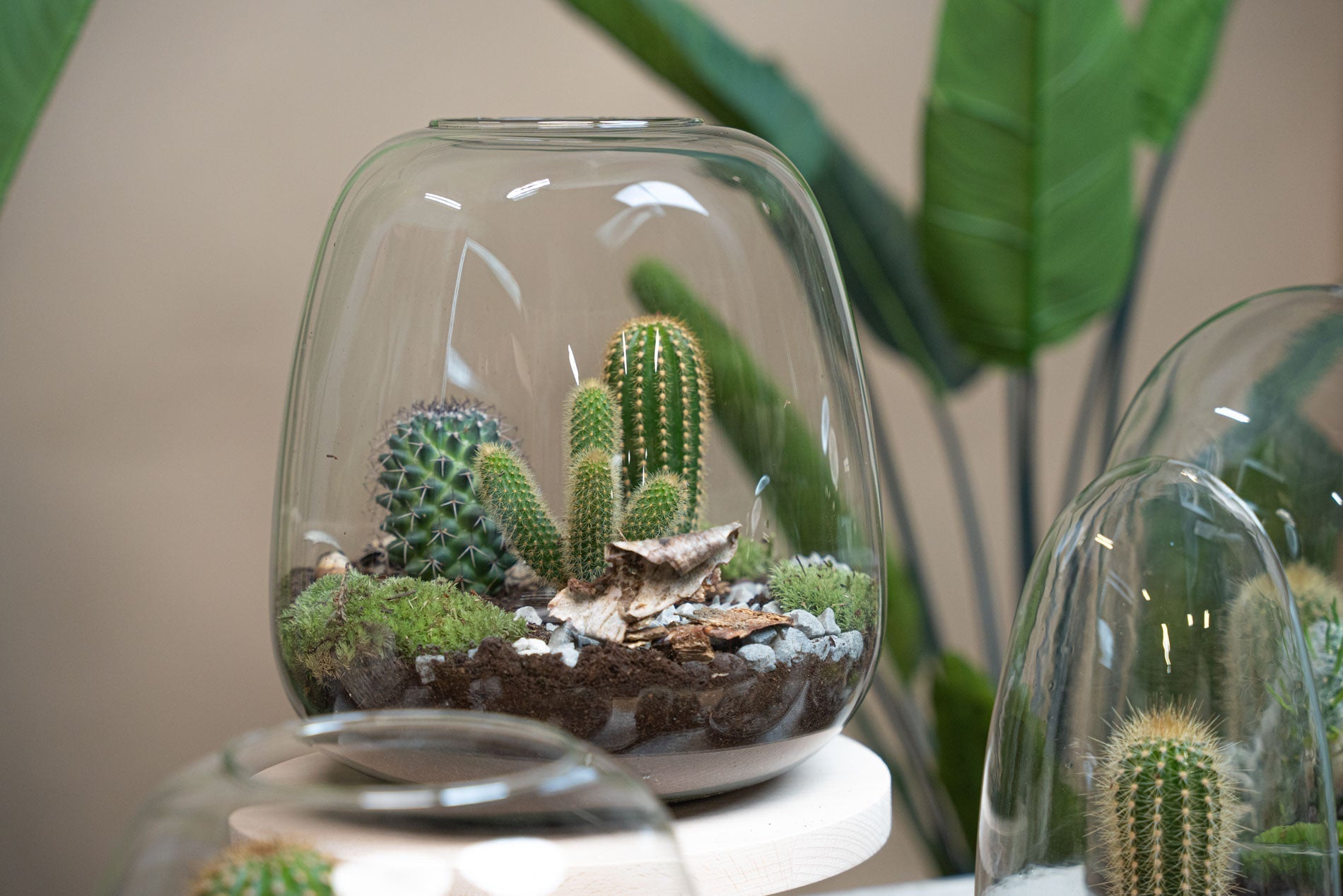 Closed terrarium vs open terrarium: What fits your style?