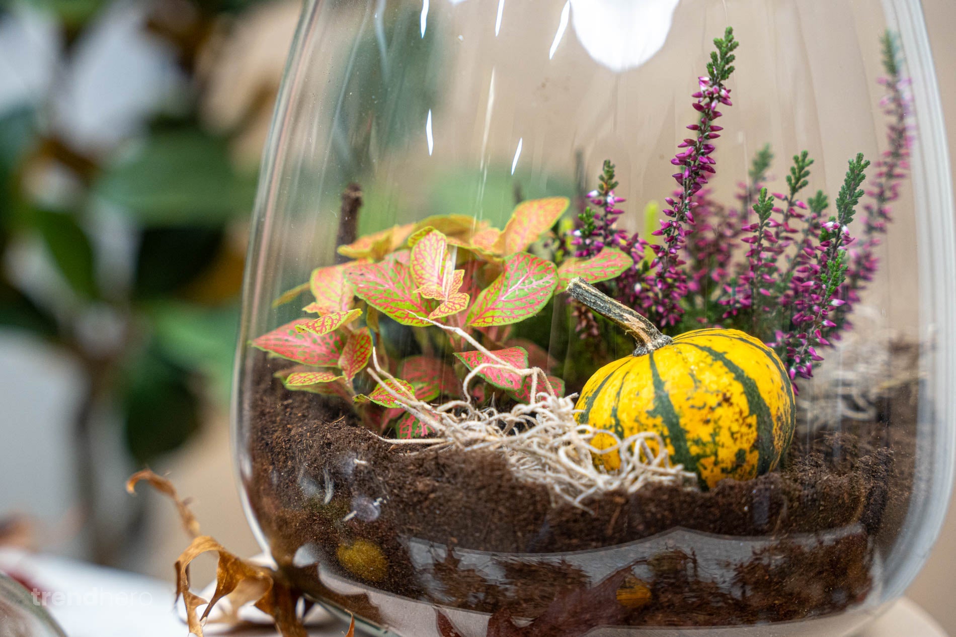 How to prepare your plants for autumn