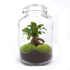 Jar - Glazen pot met plant