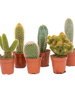 Cactus - Cacti