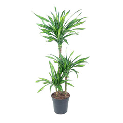 Large - 100 - 130 cm