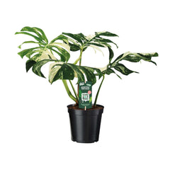 Small - 20 tot 50 cm