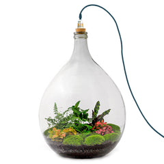 Mini-ecosysteem - Gesloten terrarium met planten in glazen pot kopen