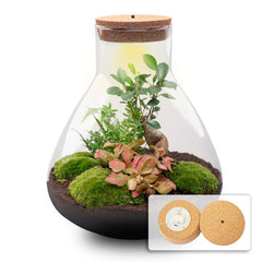 Complete planten terrarium kit met verlichting