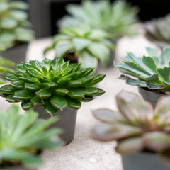 Succulents