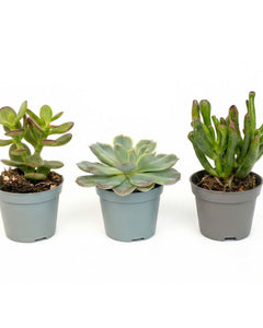 Succulents