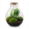 Terrariums