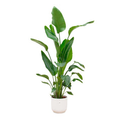 Extra Large XL - >130 cm