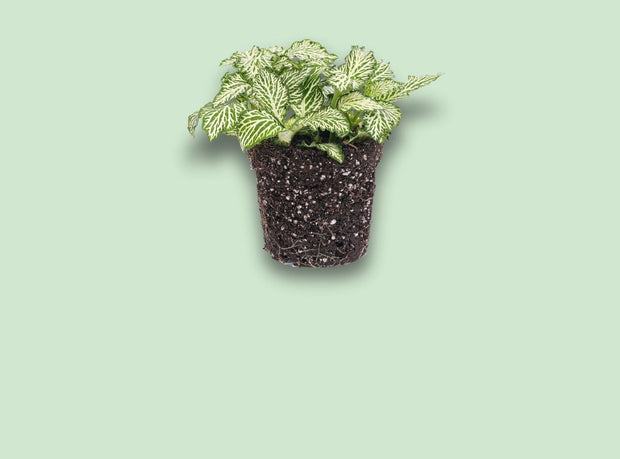 Terrarium plants