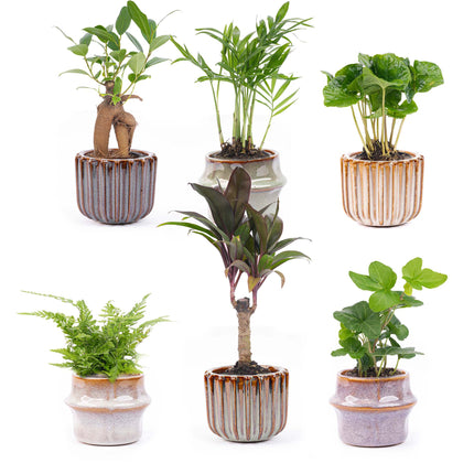 Ensemble mini-plantes 6 - avec pots Barcelona