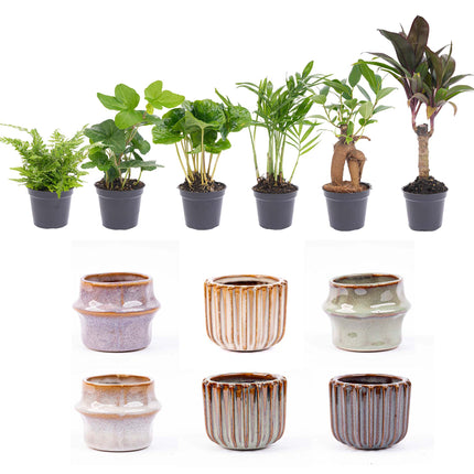 Ensemble mini-plantes 6 - avec pots Barcelona