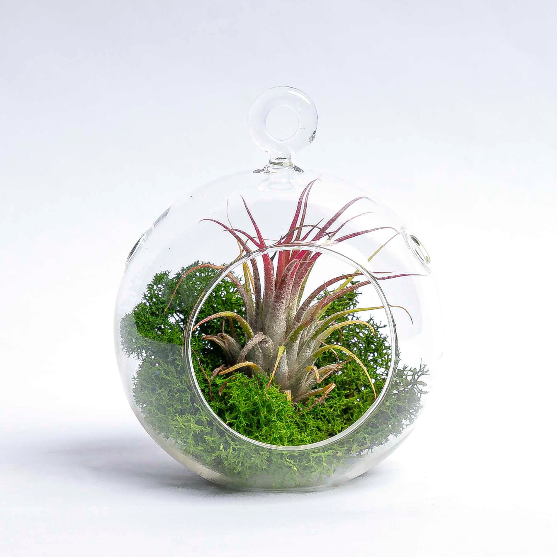 air plant and moss terrarium Glass Christmas Ball